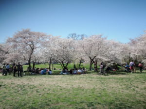 ワシントンD.C.の桜～歴史と撮影ポイント、パーキング情報まで公開