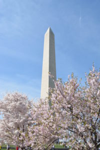 ワシントンD.C.の桜～歴史と撮影ポイント、パーキング情報まで公開