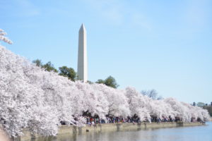 ワシントンD.C.の桜～歴史と撮影ポイント、パーキング情報まで公開