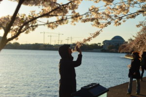 ワシントンD.C.の桜～歴史と撮影ポイント、パーキング情報まで公開