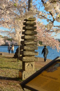 ワシントンD.C.の桜～2018年開花予想と、桜の写真