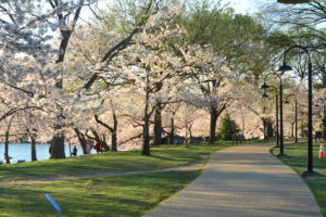 ワシントンD.C.の桜～歴史と撮影ポイント、パーキング情報まで公開