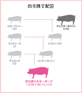 シルキーポーク（四元豚）の交配図