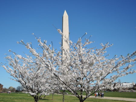 ワシントンD.C.の桜～2018年開花予想と、桜の写真