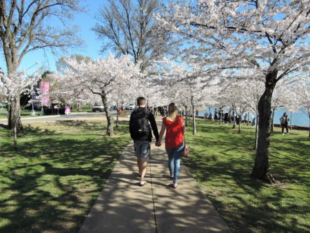 ワシントンD.C.の桜～2018年開花予想と、桜の写真