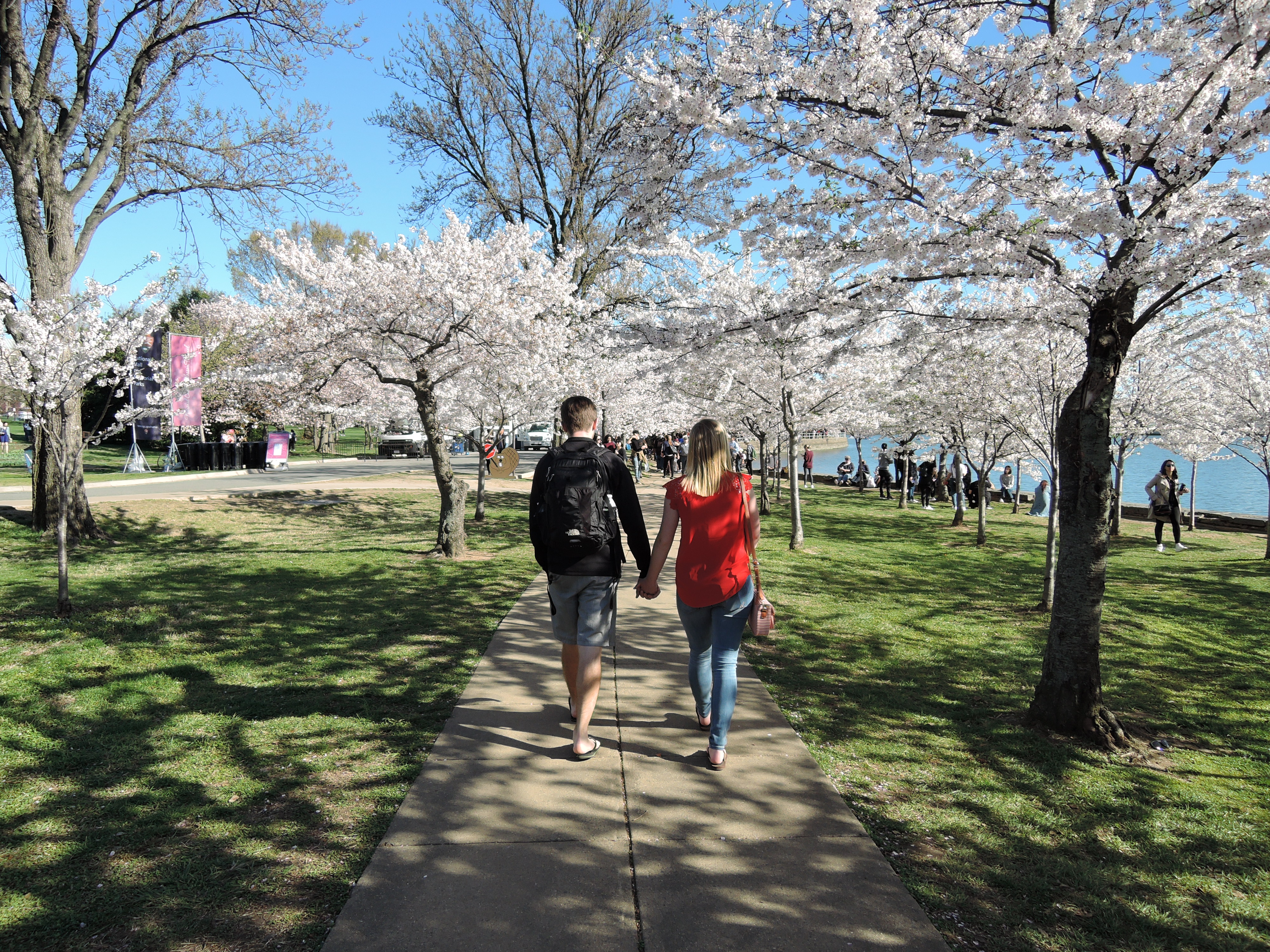 ワシントンd C の桜 18年開花予想と 桜の写真 後悔しない生き方