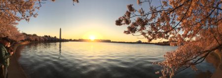 ワシントンD.C.の桜～2018年開花予想と、桜の写真