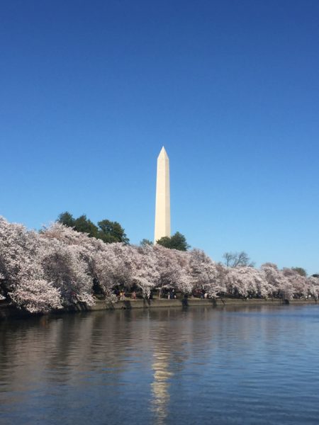 ワシントンD.C.の桜～2018年開花予想と、桜の写真