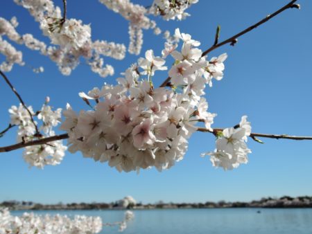 ワシントンD.C.の桜～2018年開花予想と、桜の写真