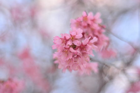 ワシントンD.C.（タイダル・ベイスン周辺）の桜～2019年開花予想