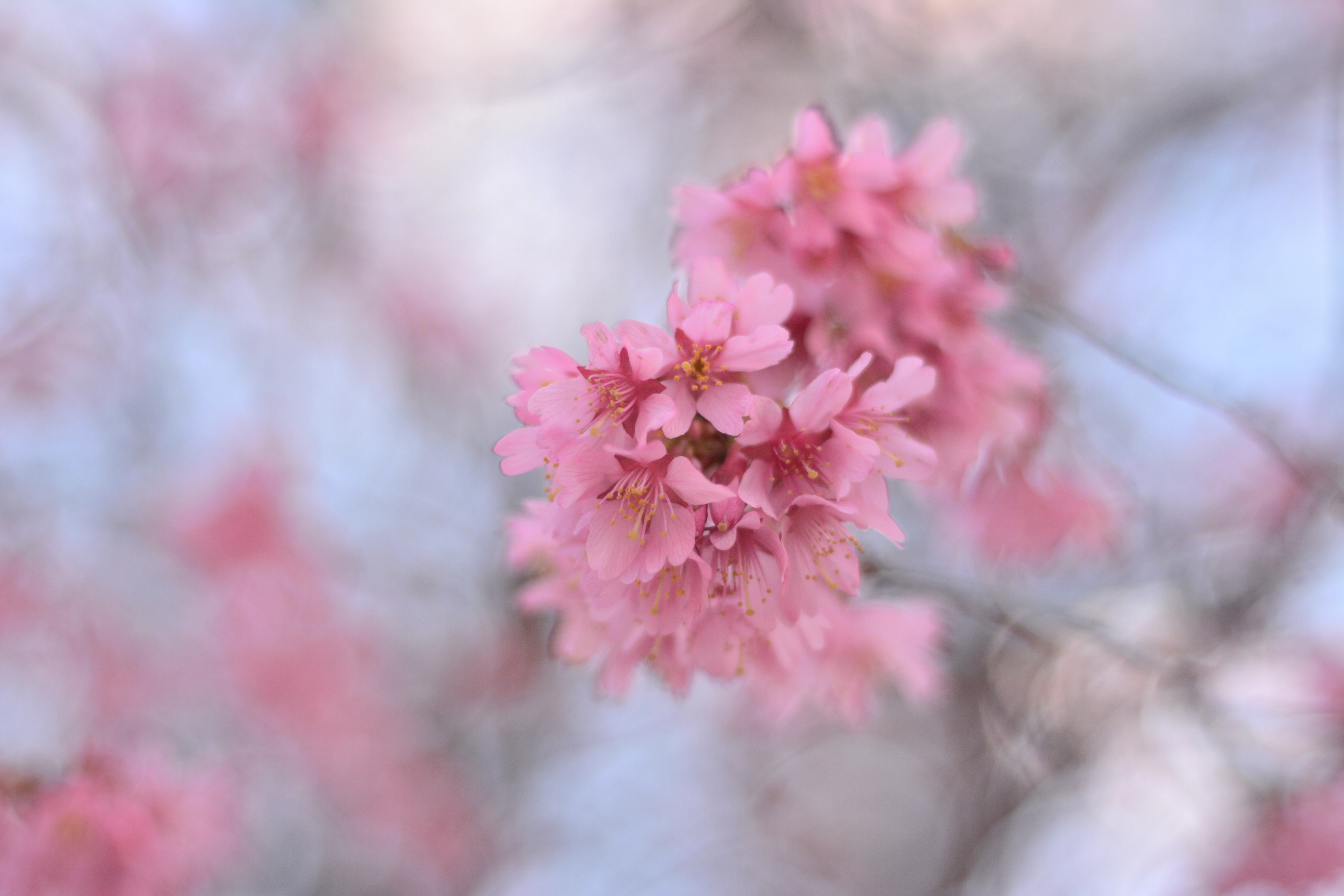 ワシントンd C タイダル ベイスン周辺 の桜 19年開花予想 後悔しない生き方